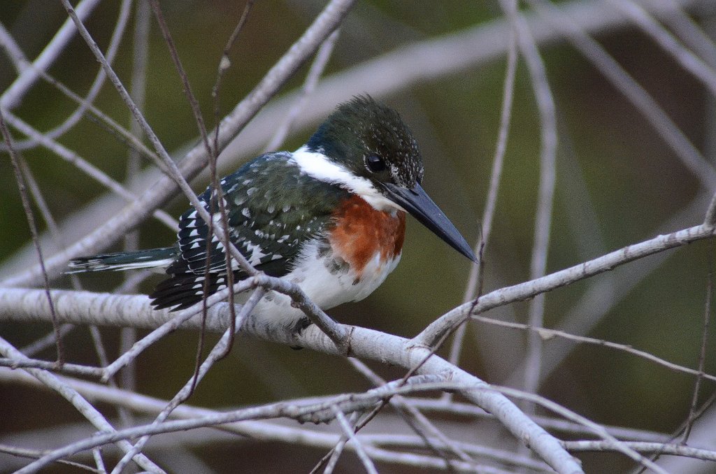 Kingfisher, Green, 2013--01074778 Sabal Palm Sanctuary, Brownsville, TX.JPG - Green Kingfisher. Sabal Palm Saanctuary, Brownsville, TX, 1-7-2013